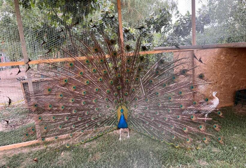 Пансион Casa Vera, Tudor Vladimirescu