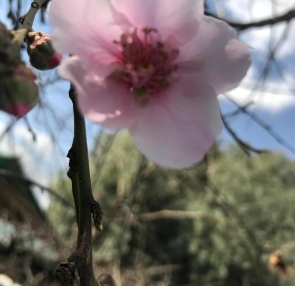 פנסיון Thirty On Cap