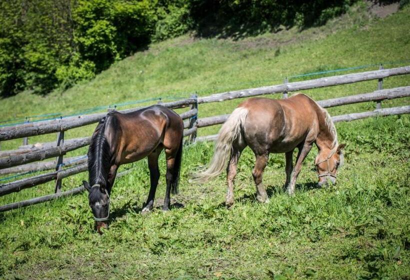 בית מלון כפרי Chalet & Appartement Zingerlehof Trens