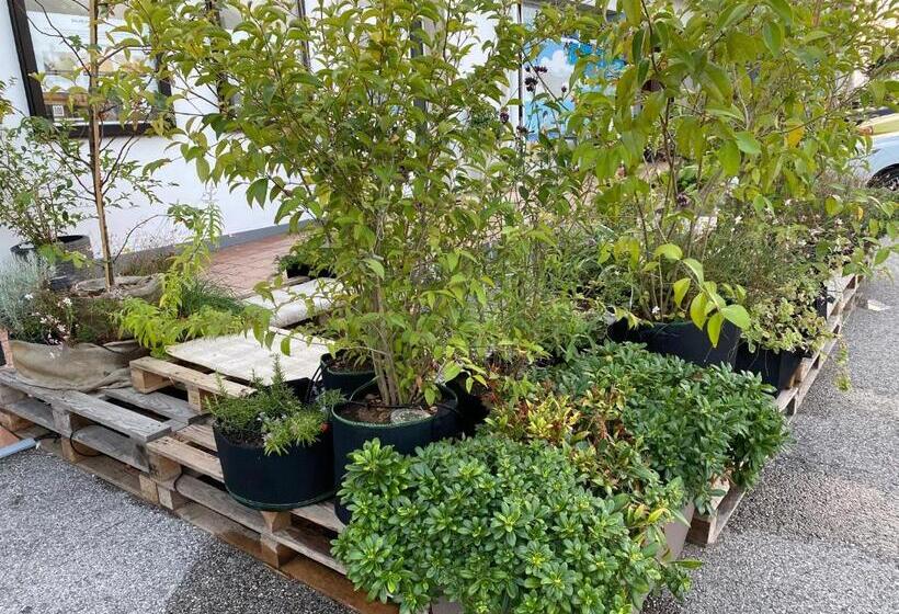 Pensjonat Balabuska Rooms & Garden