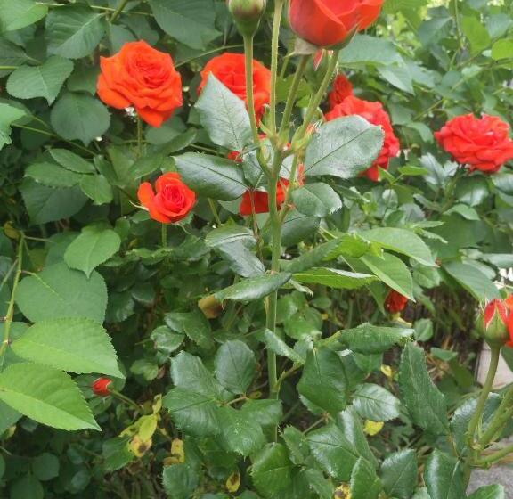 ペンション Residencial Playa Lisa