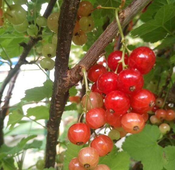 ペンション Residencial Playa Lisa