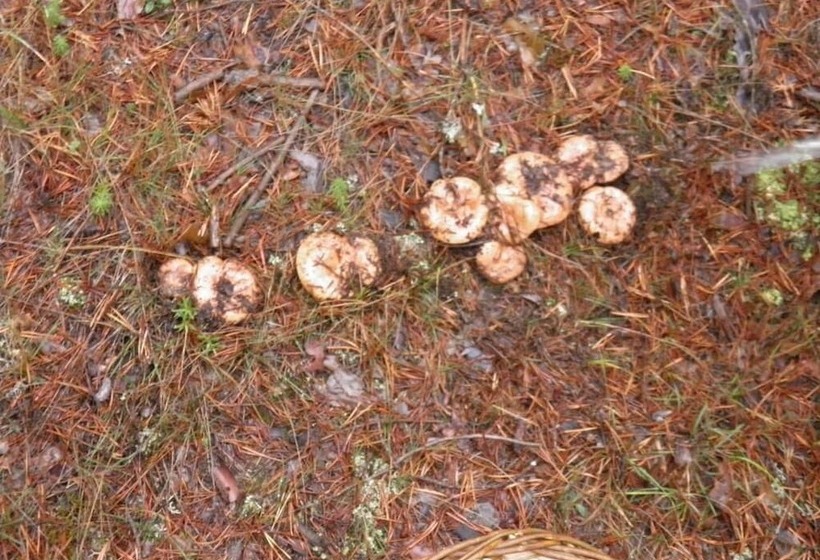 فندق Restaurante Torres De Albarracín