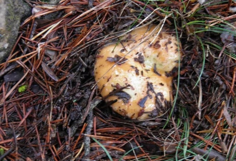 בית מלון כפרי Restaurante Torres De Albarracín