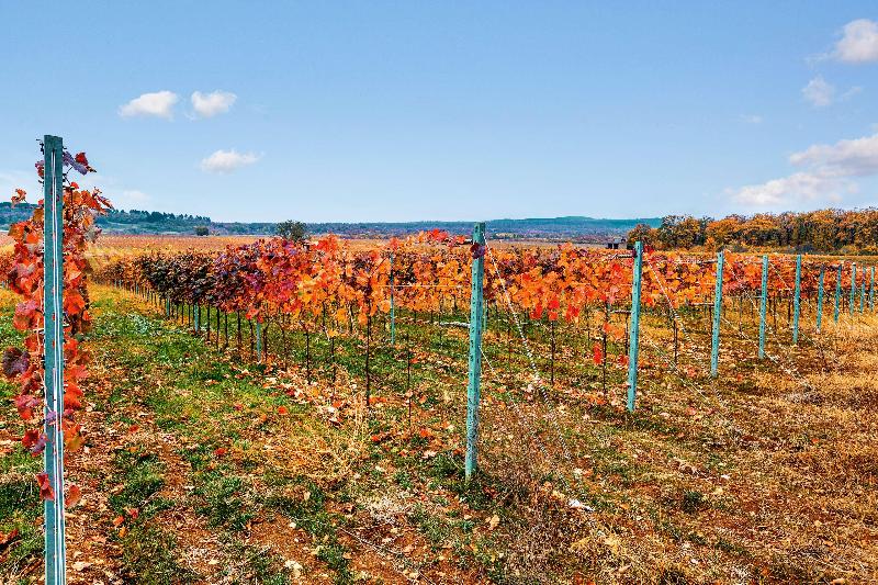 هتل Tsinandali Estate, A Radisson Collection