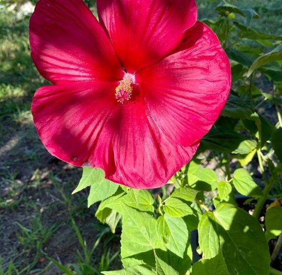 펜션 B&b Les 4 Mondes