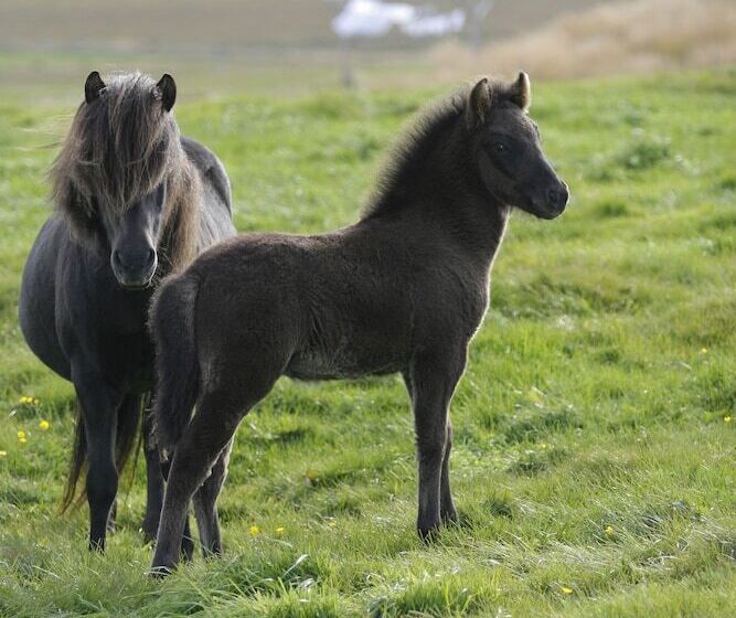 پانسیون Syðra Skörðugil Guesthouse