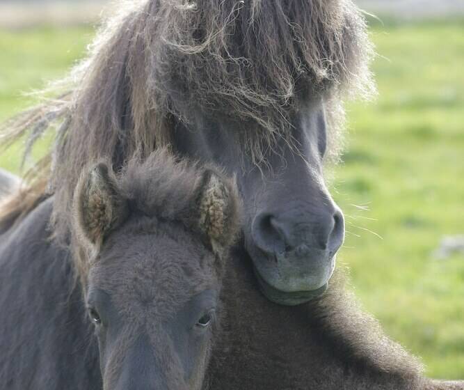 پانسیون Syðra Skörðugil Guesthouse