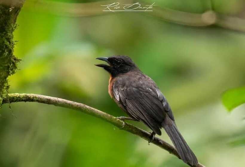 ホテル La Gamba Rainforest Lodge