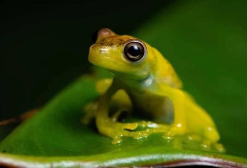 ホテル La Gamba Rainforest Lodge