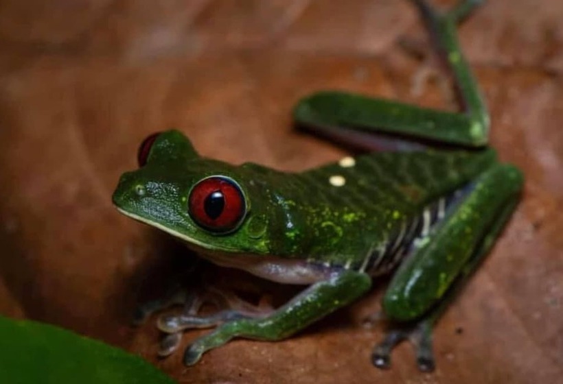 ホテル La Gamba Rainforest Lodge