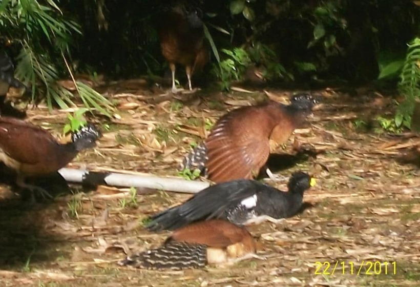 ホテル La Gamba Rainforest Lodge
