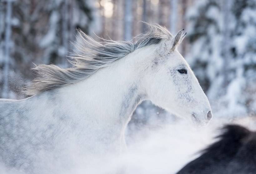 Maatilamatkailu Ilomäki