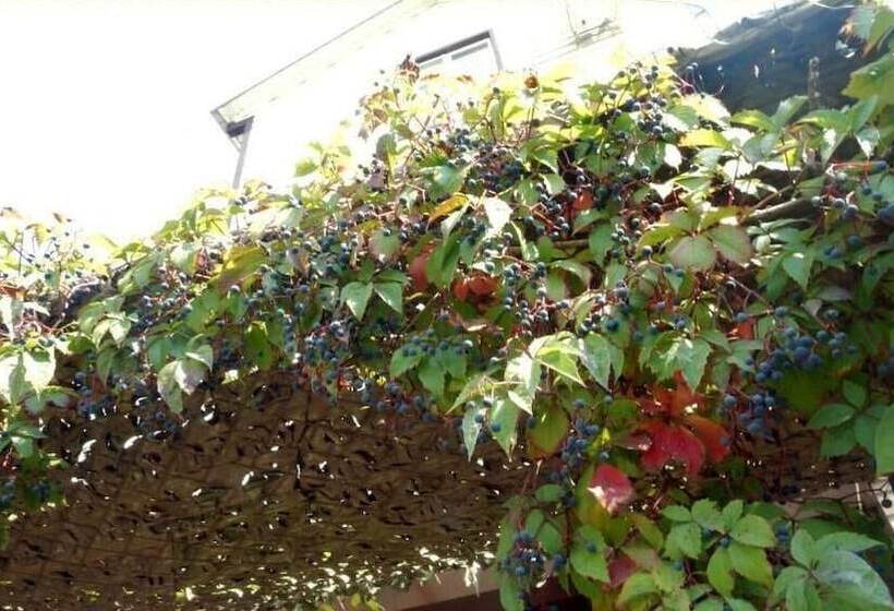 پانسیون Domik U Morya