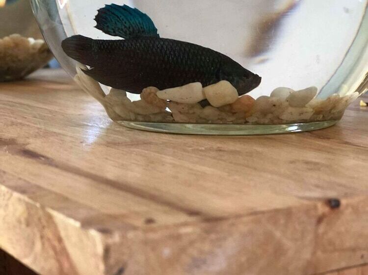 پانسیون Nika's House