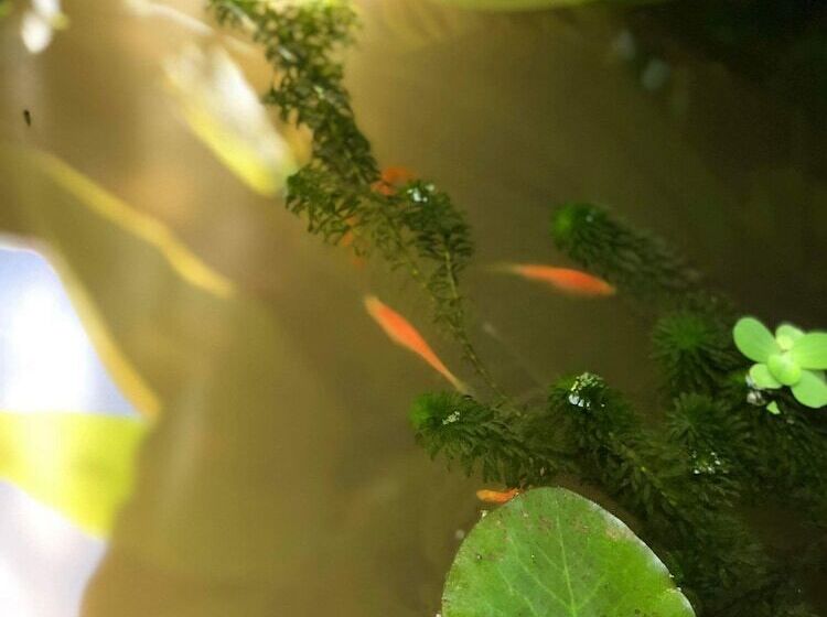 پانسیون Nika's House