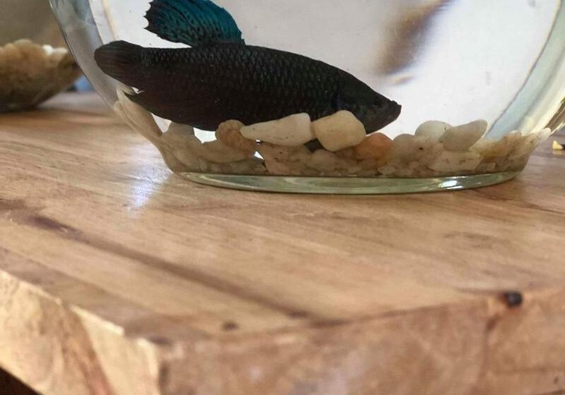 پانسیون Nika's House