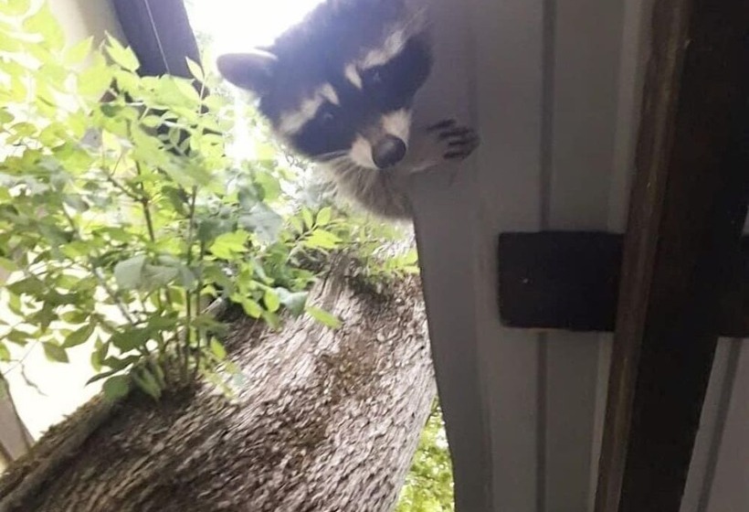 پانسیون Rucheek