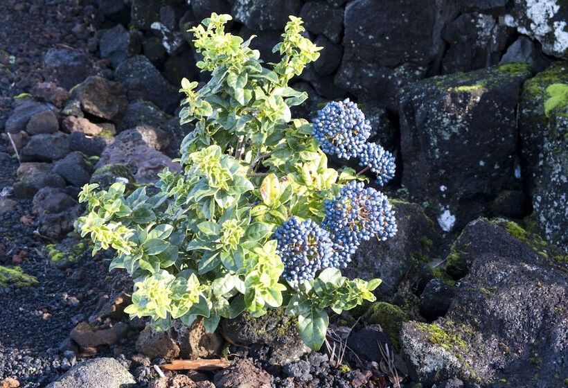 Casas De Campo Alto Da Bonança
