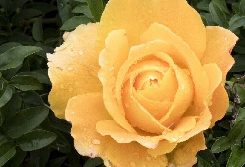 Casas De Campo Alto Da Bonança