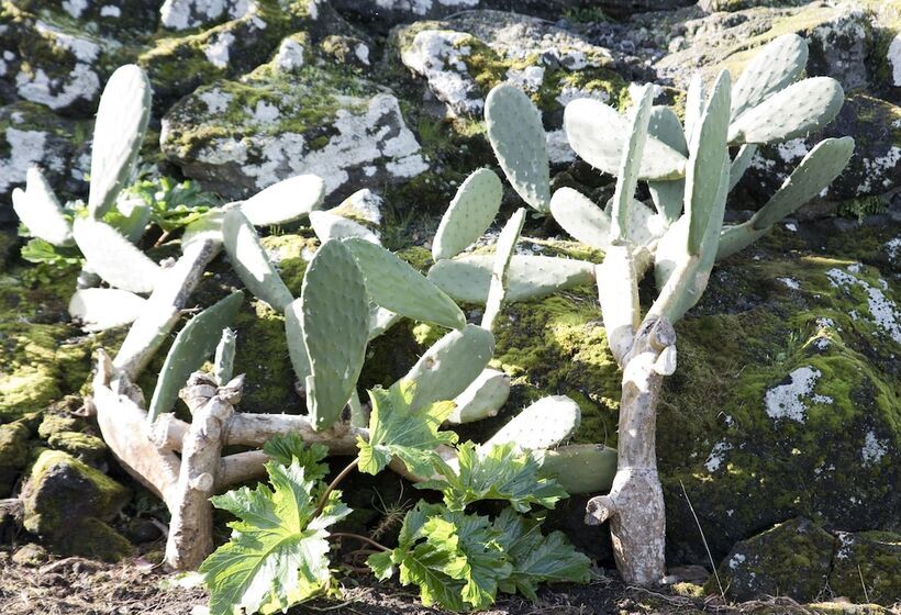 Casas De Campo Alto Da Bonança