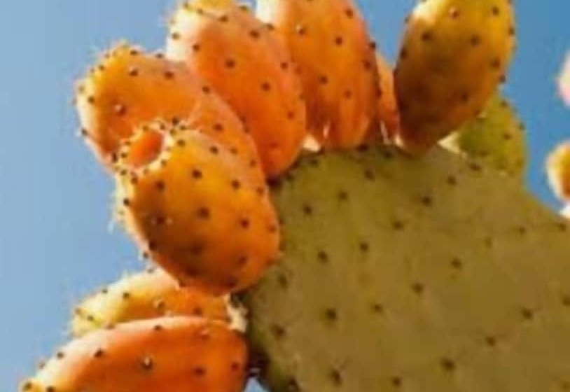 פנסיון Charouda Stone Tower