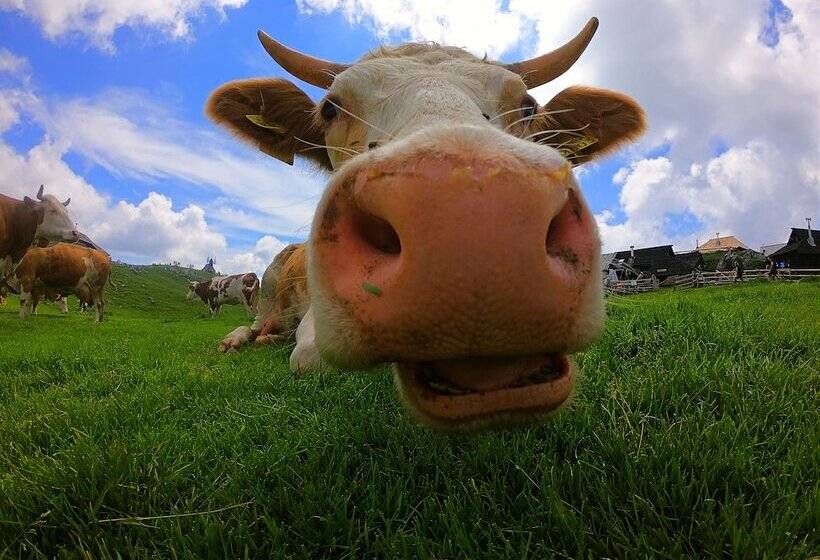 پانسیون Koca Ojstrica Velika Planina