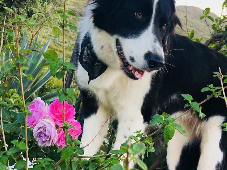 膳宿费 La Careza De Mijas   Adults Only