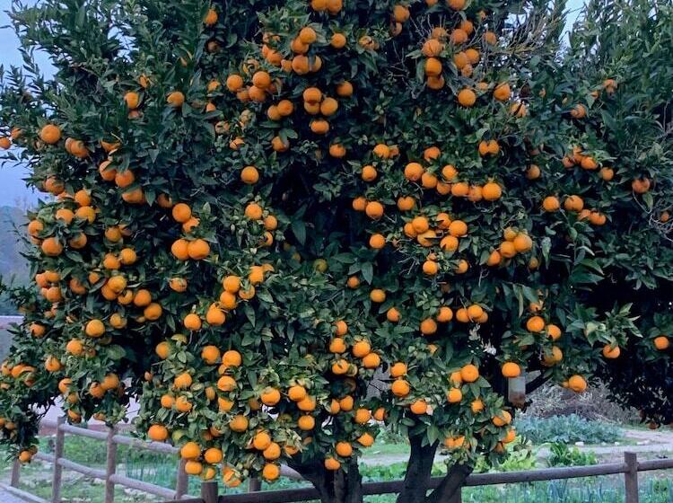 펜션 Quinta Ribeira Do Labrador   Lisbon West Wine Route