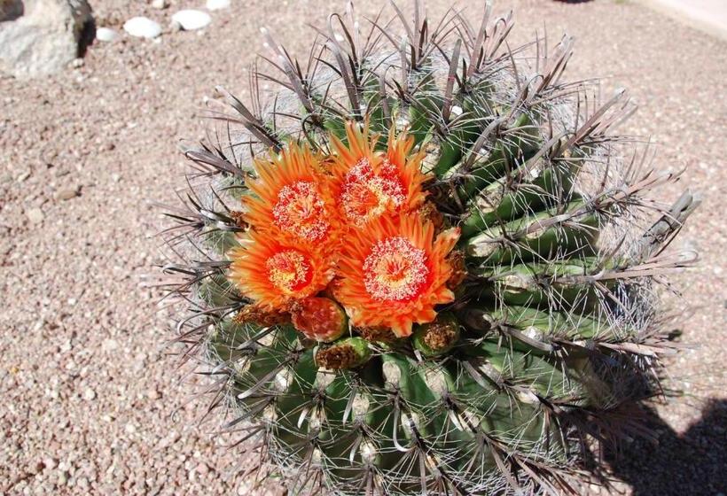 Gold Canyon Golf Resort