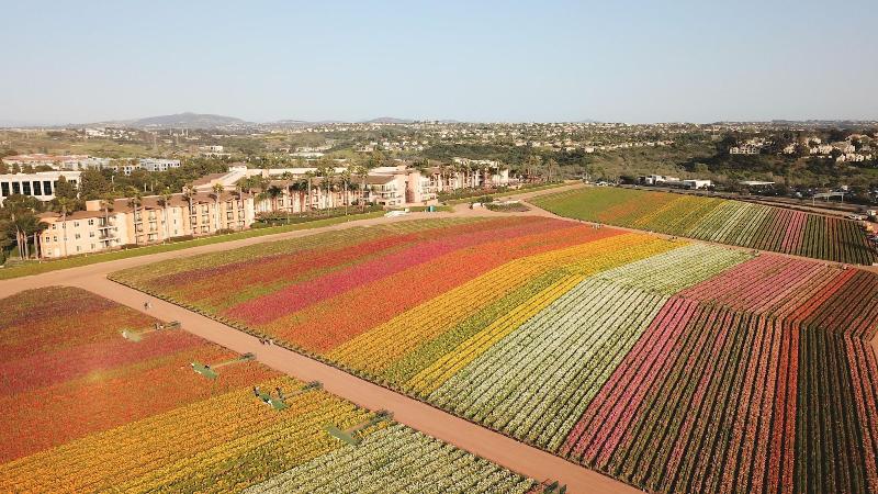 Grand Pacific Palisades Resort