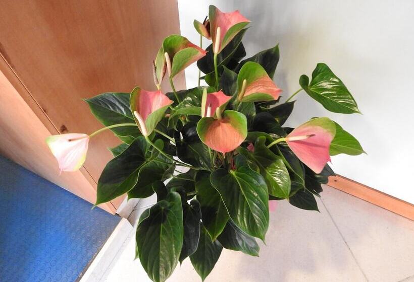 فندق فئة نجمة واحدة Albergo Centrale