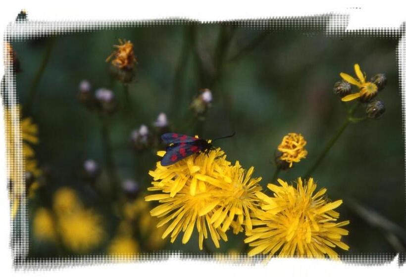 ペンション Gasthof Tetter