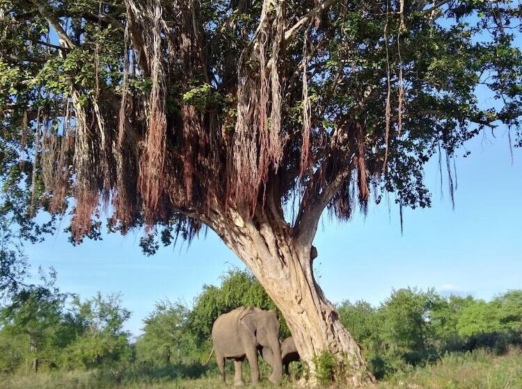 مبيت وإفطار The Summer Resort