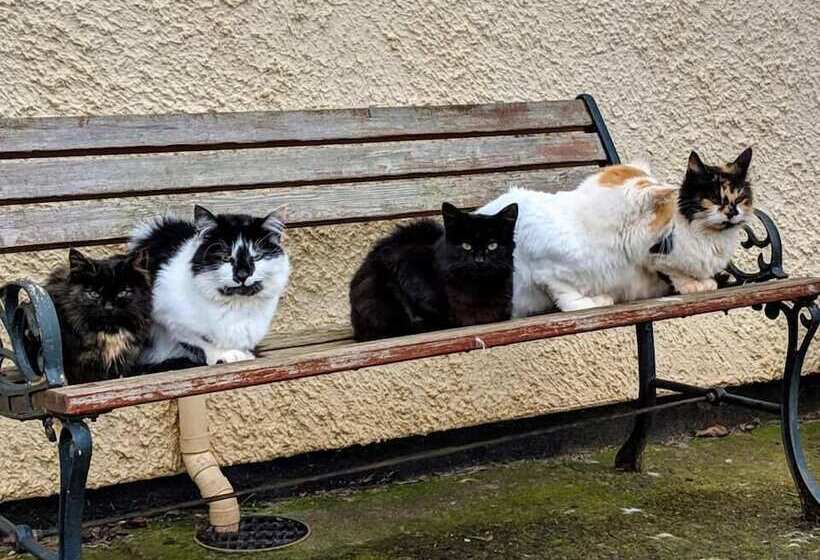 Lower Marsh Farm B&b