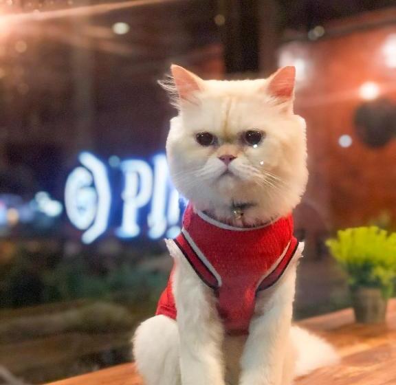 بنسيون G Place