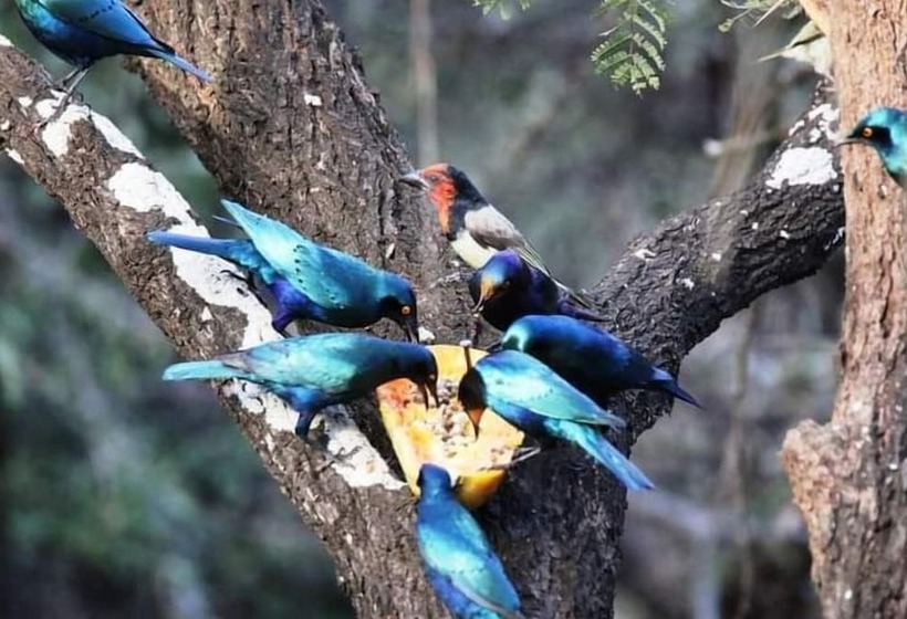 ペンション Leopard Kruger Lodge