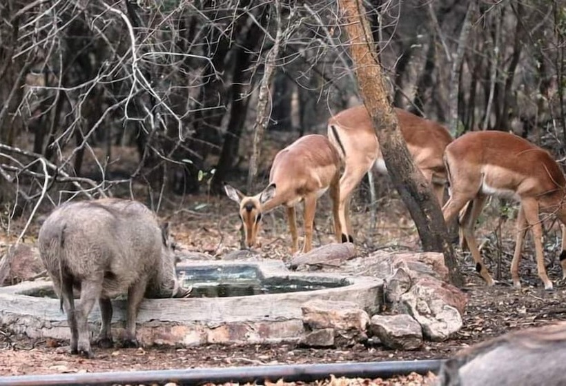 ペンション Leopard Kruger Lodge