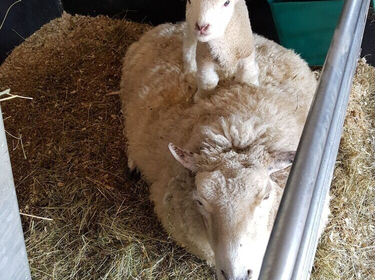 ベッドアンドブレックファースト Beech Lane Farmhouse