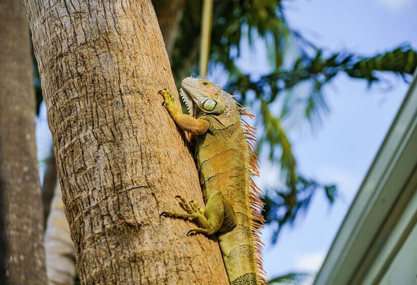 فندق Amara Cay Resort