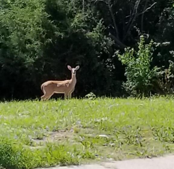 فندق Great Western Inn