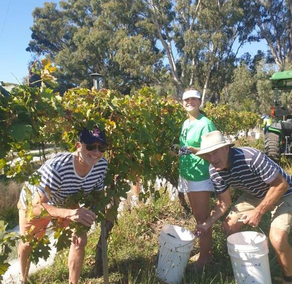 Byronsvale Vineyard And Accommodation