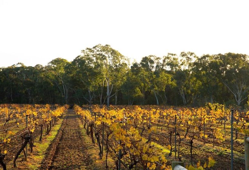 Byronsvale Vineyard And Accommodation
