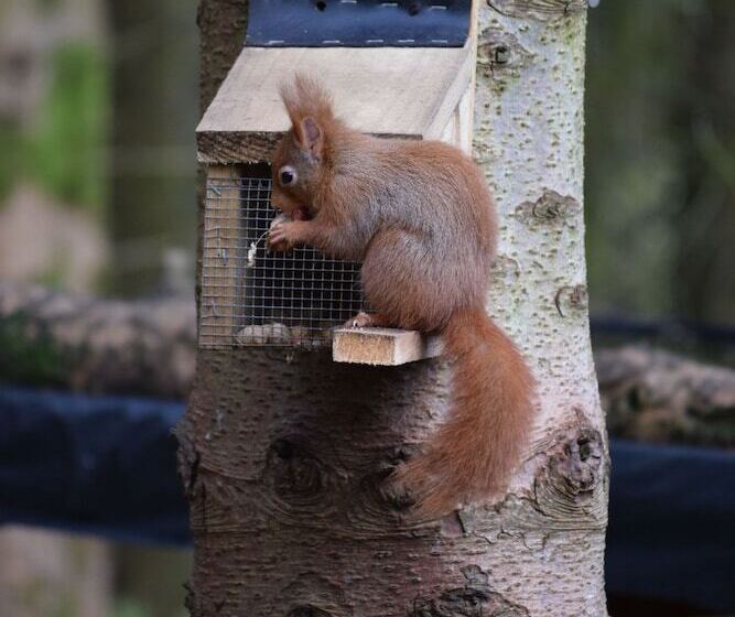 بنسيون Woodlyn Guest House