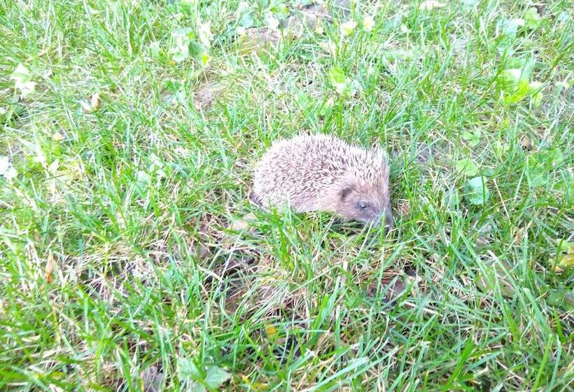 Bed and Breakfast La Maison Verte