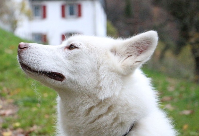 Gite La Petite Finlande