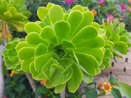 Lavinia Naturist Resort