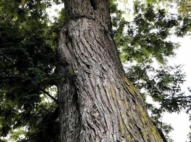 بنسيون Colivault