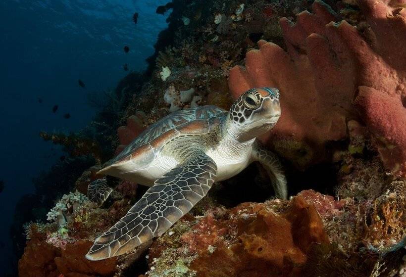 酒店 Murex Dive Resort