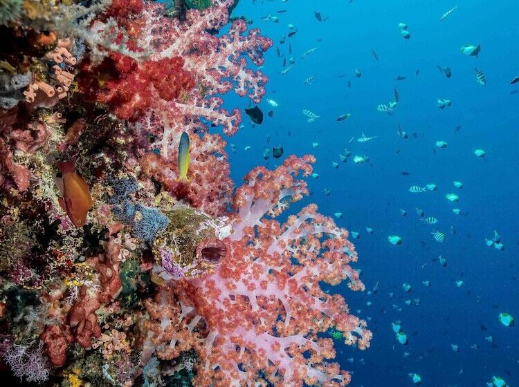 هتل Murex Dive Resort